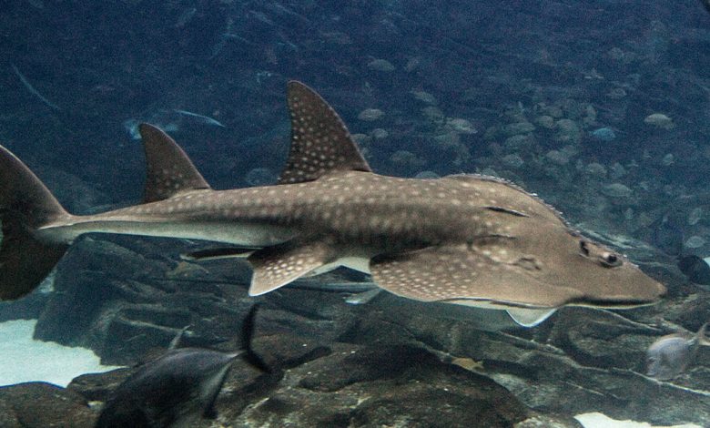 ปลาโรนิน