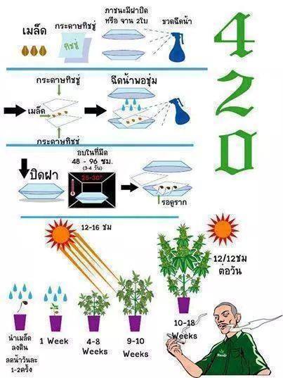 วิธีปลูกกัญชา