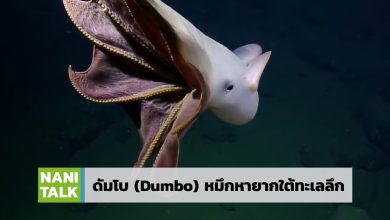 ดัมโบ Dumbo Octopus