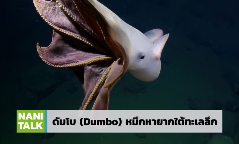 ดัมโบ Dumbo Octopus
