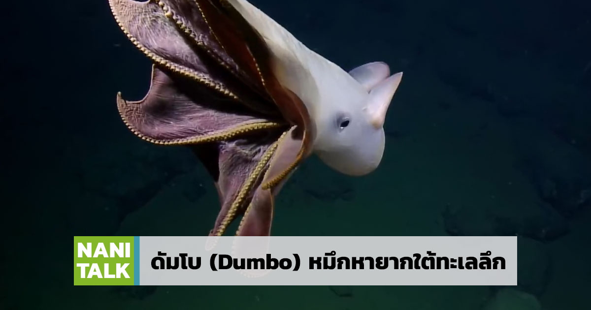 ดัมโบ Dumbo Octopus