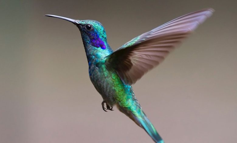 วันนกแห่งชาติ