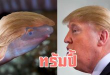 Dermophis-donaldtrumpi-cover