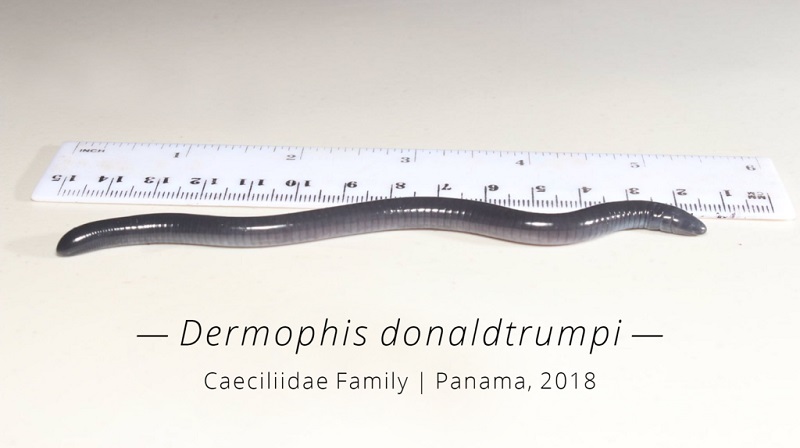 Dermophis donaldtrumpi ทรัมปี้