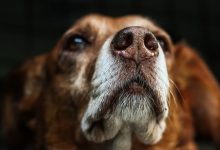 วันสุนัขโลก International Dog Day