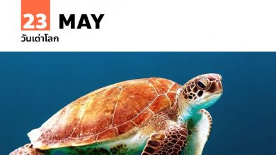 วันเต่าโลก 23 พฤษภาคม World Turtle Day