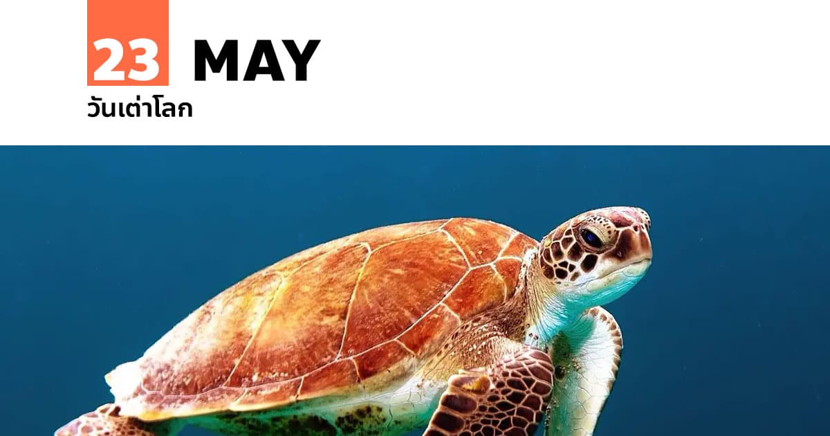 วันเต่าโลก 23 พฤษภาคม World Turtle Day