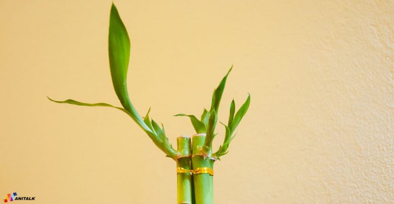 ไผ่กวนอิม ไม้มงคลเสริมฮวงจุ้ย เพิ่มโชคลาภ