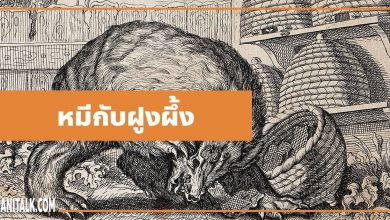 นิทานอีสป : หมีกับฝูงผึ้ง (The Bear & the Bees)