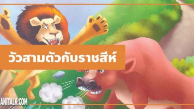 นิทานอีสป : วัวสามตัวกับราชสีห์ (Three Bullocks & a lion)