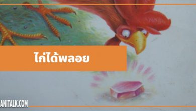 นิทานอีสป : ไก่ได้พลอย (The Cock & the Jewel)