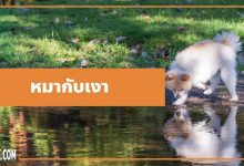 นิทานอีสป : หมากับเงา (The Dog & His Reflection)
