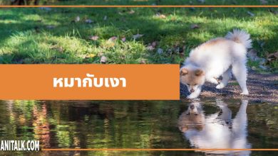 นิทานอีสป : หมากับเงา (The Dog & His Reflection)