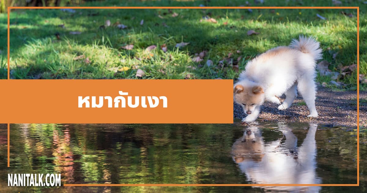 นิทานอีสป : หมากับเงา (The Dog & His Reflection)