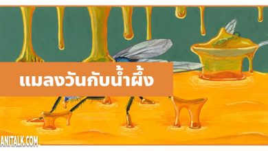 นิทานอีสป : แมลงวันกับโถน้ำผึ้ง (The Flies & the Honey)