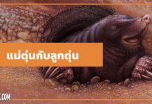 นิทานอีสป : แม่ตุ่นกับลูกตุ่น (The Mole & his Mother)