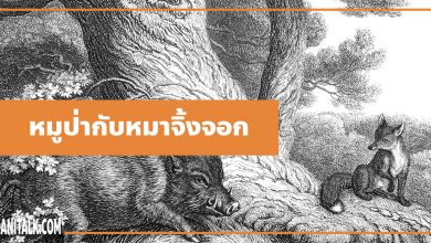 นิทานอีสป : หมูป่ากับหมาจิ้งจอก (The Wild Boar & the Fox)