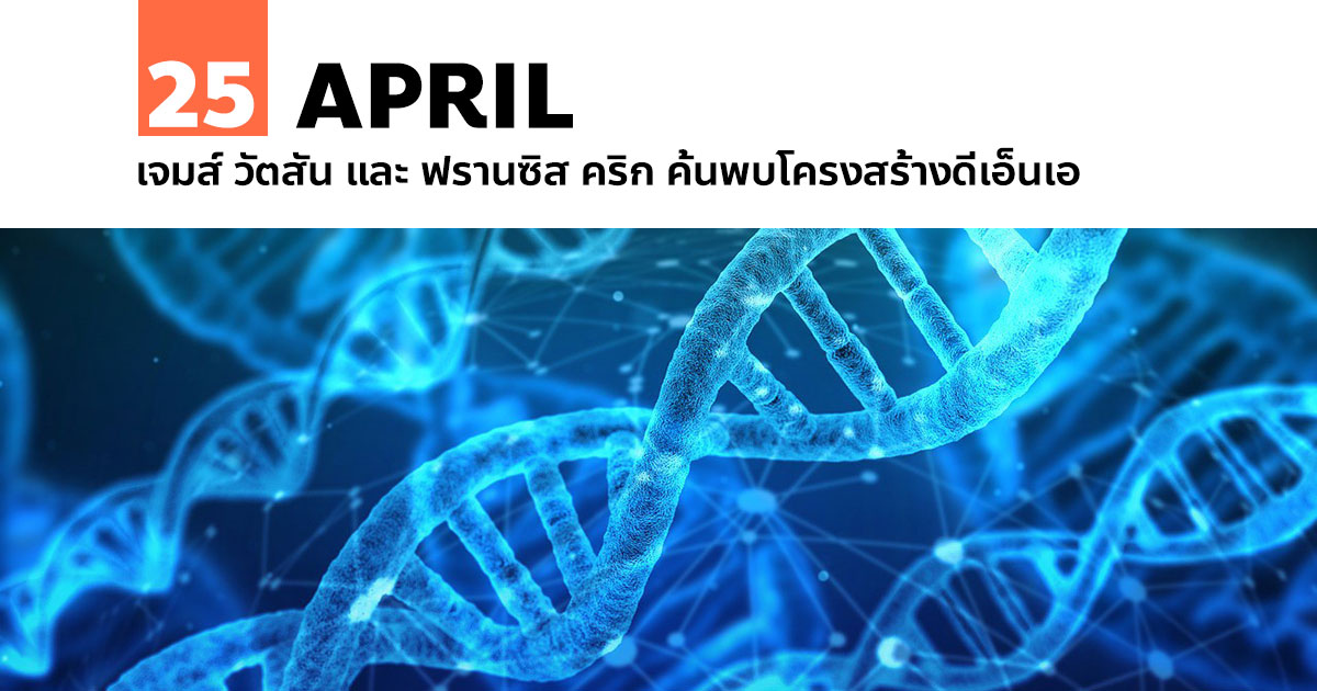 25 เมษายน เจมส์ วัตสัน และ ฟรานซิส คริก ค้นพบโครงสร้างดีเอ็นเอ #1 25 เมษายน เจมส์ วัตสัน และ ฟรานซิส คริก ค้นพบโครงสร้างดีเอ็นเอ