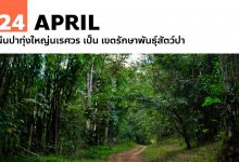 24 เมษายน ผืนป่าทุ่งใหญ่นเรศวร เป็น เขตรักษาพันธุ์สัตว์ป่า