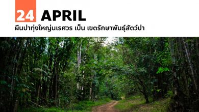 24 เมษายน ผืนป่าทุ่งใหญ่นเรศวร เป็น เขตรักษาพันธุ์สัตว์ป่า
