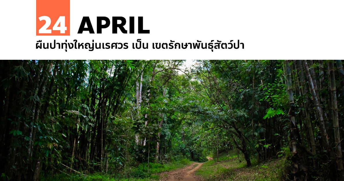 24 เมษายน ผืนป่าทุ่งใหญ่นเรศวร เป็น เขตรักษาพันธุ์สัตว์ป่า 1 24 เมษายน ผืนป่าทุ่งใหญ่นเรศวร เป็น เขตรักษาพันธุ์สัตว์ป่า
