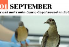 1 กันยายน มาธาร์ นกพิราบนักเดินทาง ตัวสุดท้ายของโลกเสียชีวิต
