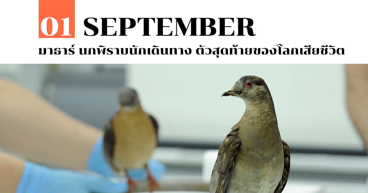 1 กันยายน มาธาร์ นกพิราบนักเดินทาง ตัวสุดท้ายของโลกเสียชีวิต 1 1 กันยายน มาธาร์ นกพิราบนักเดินทาง ตัวสุดท้ายของโลกเสียชีวิต