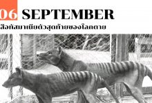6 กันยายน เสือทัสมาเนียตัวสุดท้ายของโลกตาย