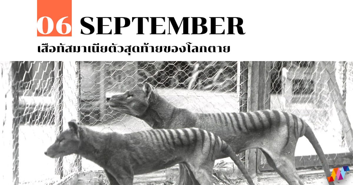 6 กันยายน เสือทัสมาเนียตัวสุดท้ายของโลกตาย #1 6 กันยายน เสือทัสมาเนียตัวสุดท้ายของโลกตาย