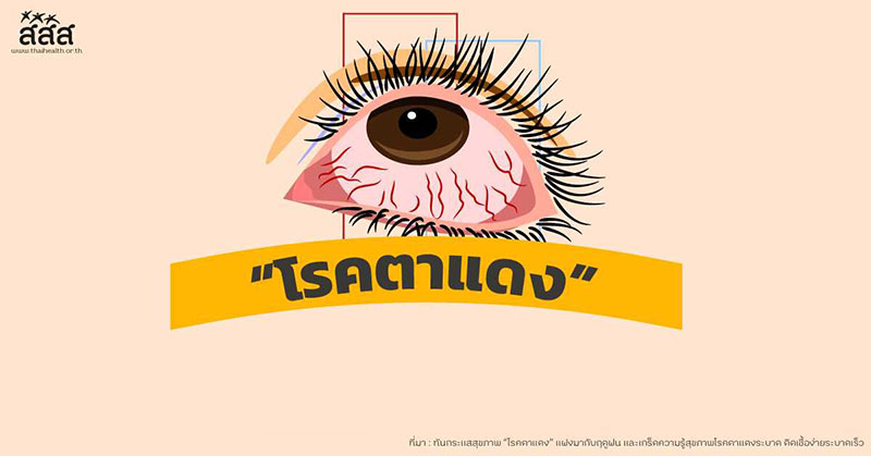 แมลงหวี่อันตรายไหม ตาแดง #4 แมลงหวี่อันตรายไหม ตาแดง