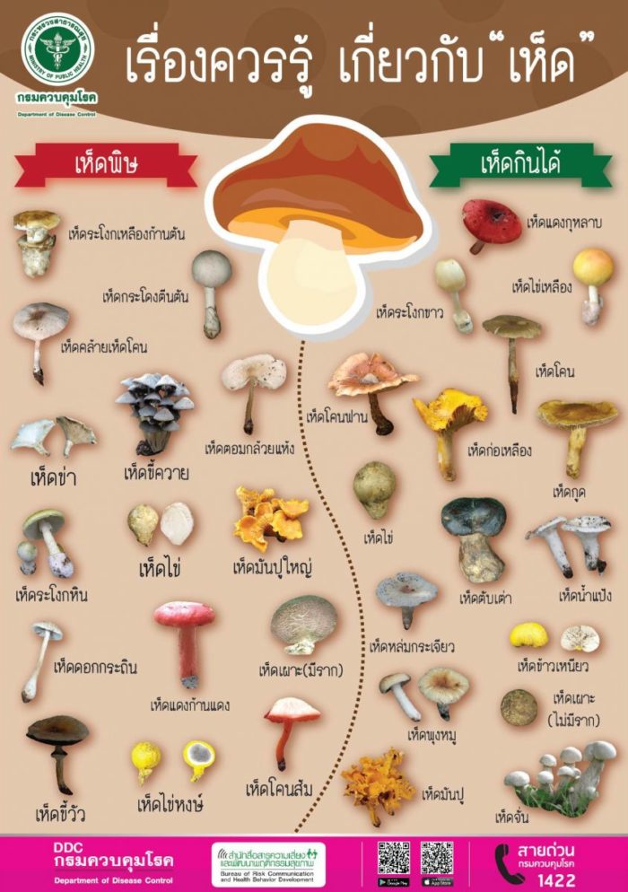 เห็ดพิษ เห็ดกินได้ ไม่ชัวร์อย่ากิน #2 เห็ดพิษ เห็ดกินได้ ไม่ชัวร์อย่ากิน