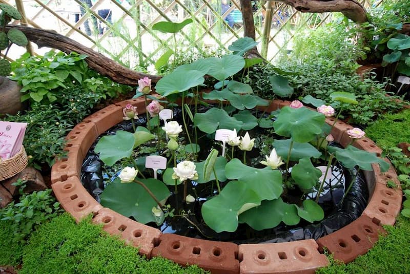 อ่างบัวต้องวางทิศไหน #3 อ่างบัวต้องวางทิศไหน