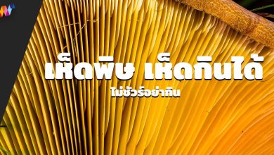 เห็ดพิษ เห็ดกินได้ ไม่ชัวร์อย่ากิน รายชื่อเห็ดพิษ เห็ดกินได้