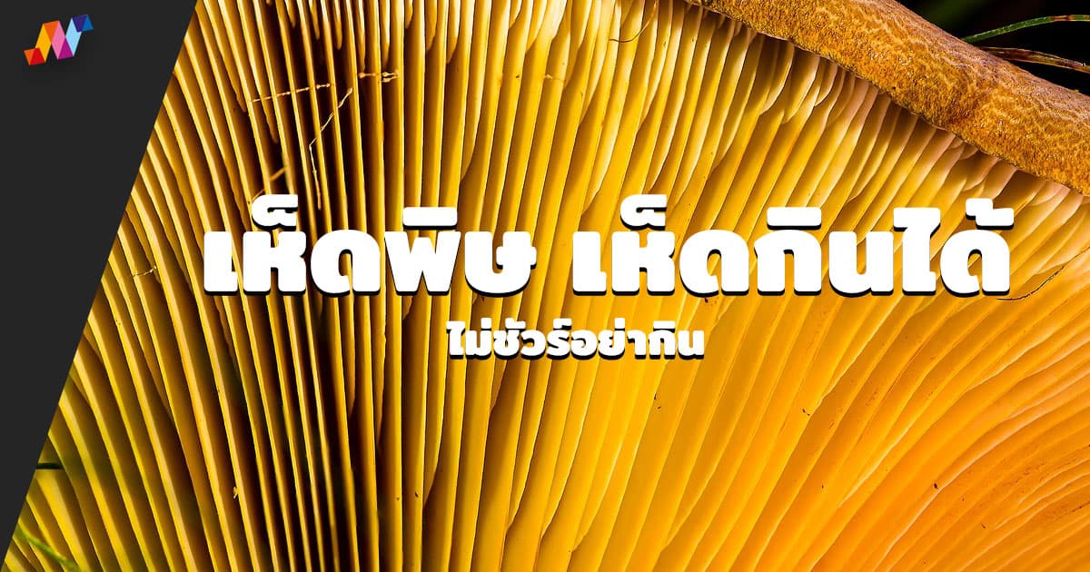 เห็ดพิษ เห็ดกินได้ ไม่ชัวร์อย่ากิน รายชื่อเห็ดพิษ เห็ดกินได้