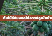 ต้นมะละกอ