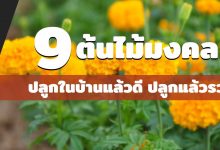 9 ต้นไม้มงคลปลูกในบ้านแล้วดี ปลูกแล้วรวย ชีวิตราบรื่น