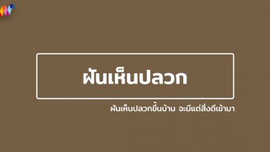 ฝันเห็นปลวก ฝันเห็นปลวกขึ้นบ้าน จะมีแต่สิ่งดีเข้ามา