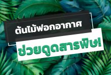 ต้นไม้ฟอกอากาศ ปลูกในบ้าน ช่วยดูดสารพิษ!