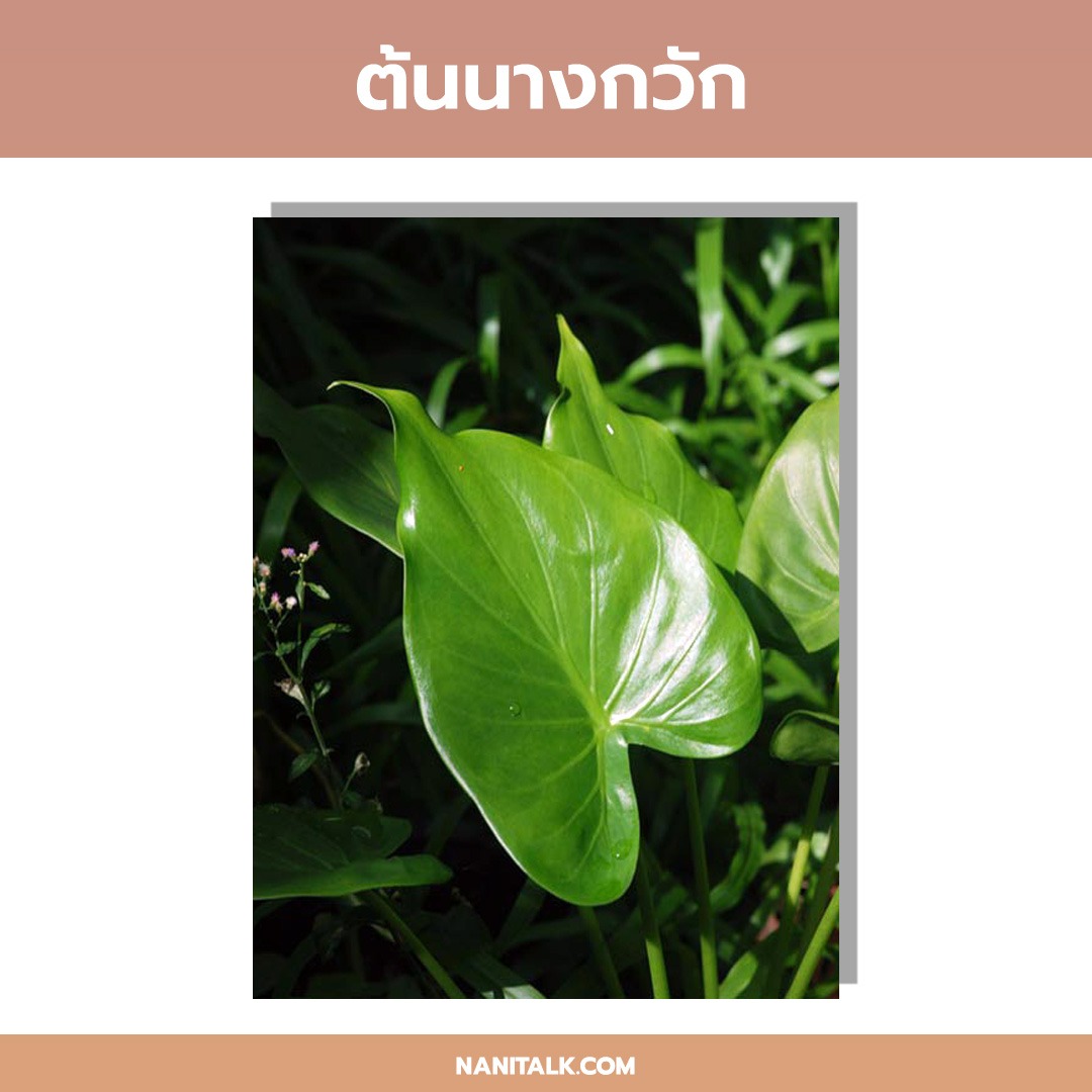 ปลูกต้นไม้หน้าบ้านอะไรดี ต้นนางกวัก Alocasia cucullata