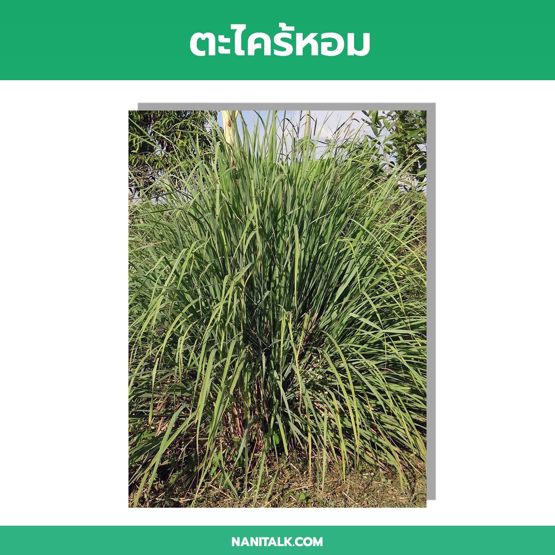 ตะไคร้หอม (Citronella)