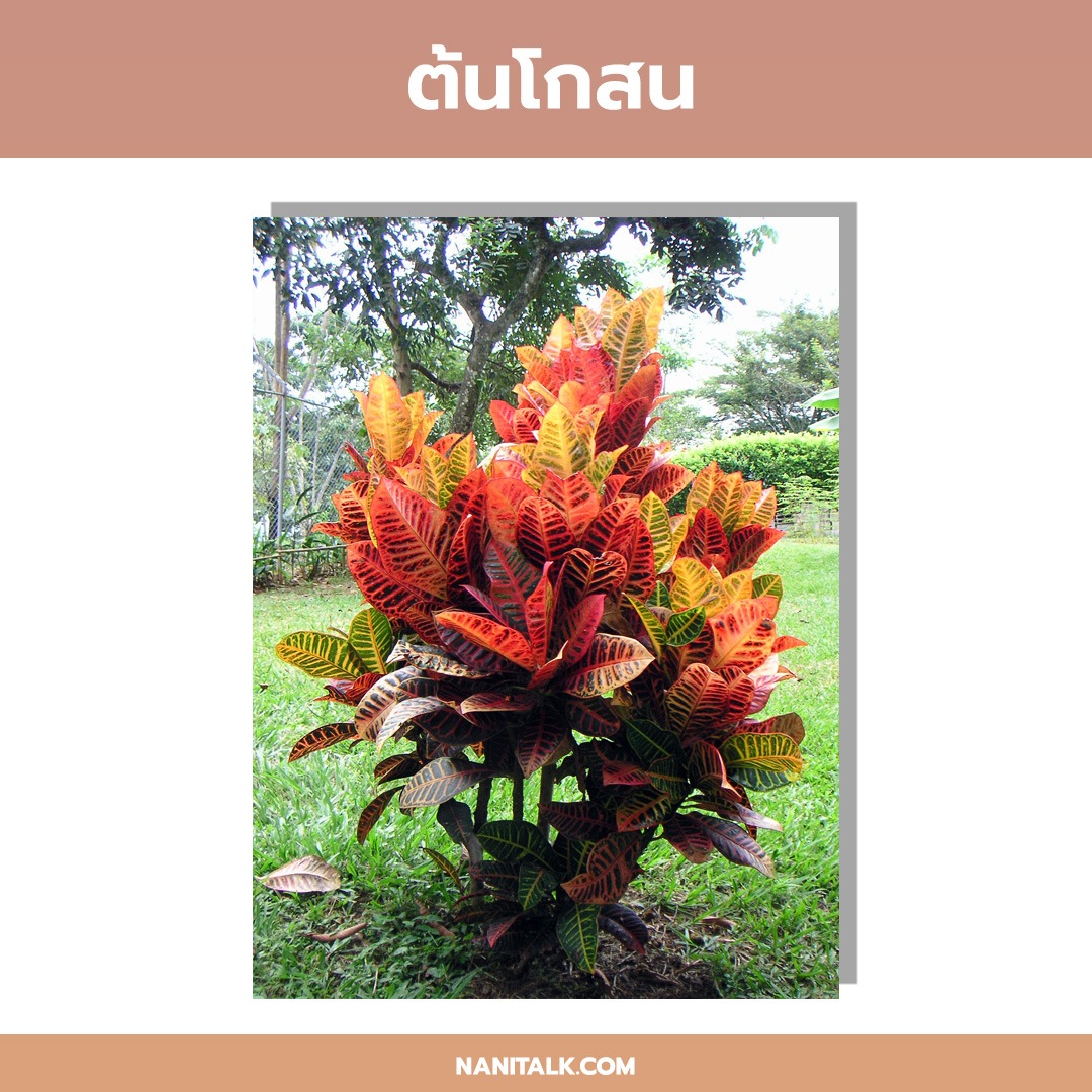 ปลูกต้นไม้หน้าบ้านอะไรดี ต้นโกสน Codiaeum variegatum