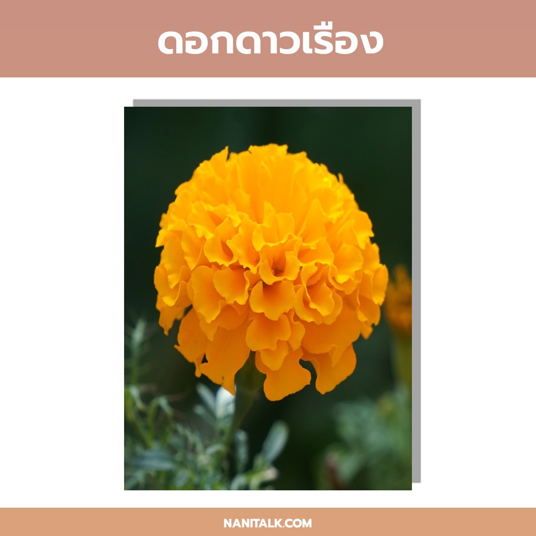 ปลูกต้นไม้หน้าบ้านอะไรดี ดอกดาวเรือง Marigold