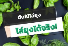 5 ต้นไม้ไล่ยุง สมุนไพรไทย ปลูกแล้วไล่ยุงได้จริง!