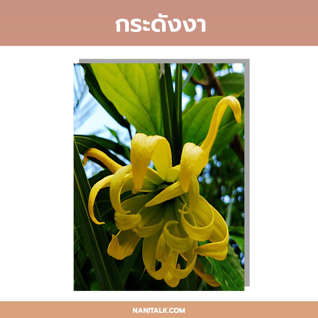 ปลูกต้นไม้หน้าบ้านอะไรดี กระดังงา Ylang-ylang