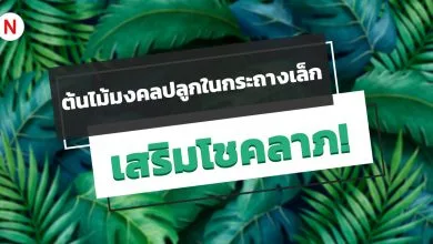 ต้นไม้มงคลปลูกในกระถางเล็ก เสริมโชคลาภและความโชคดี!