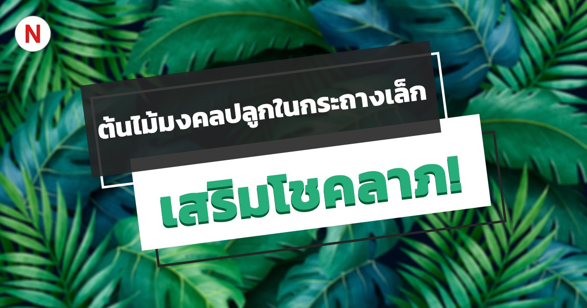 ต้นไม้มงคลปลูกในกระถางเล็ก เสริมโชคลาภและความโชคดี!