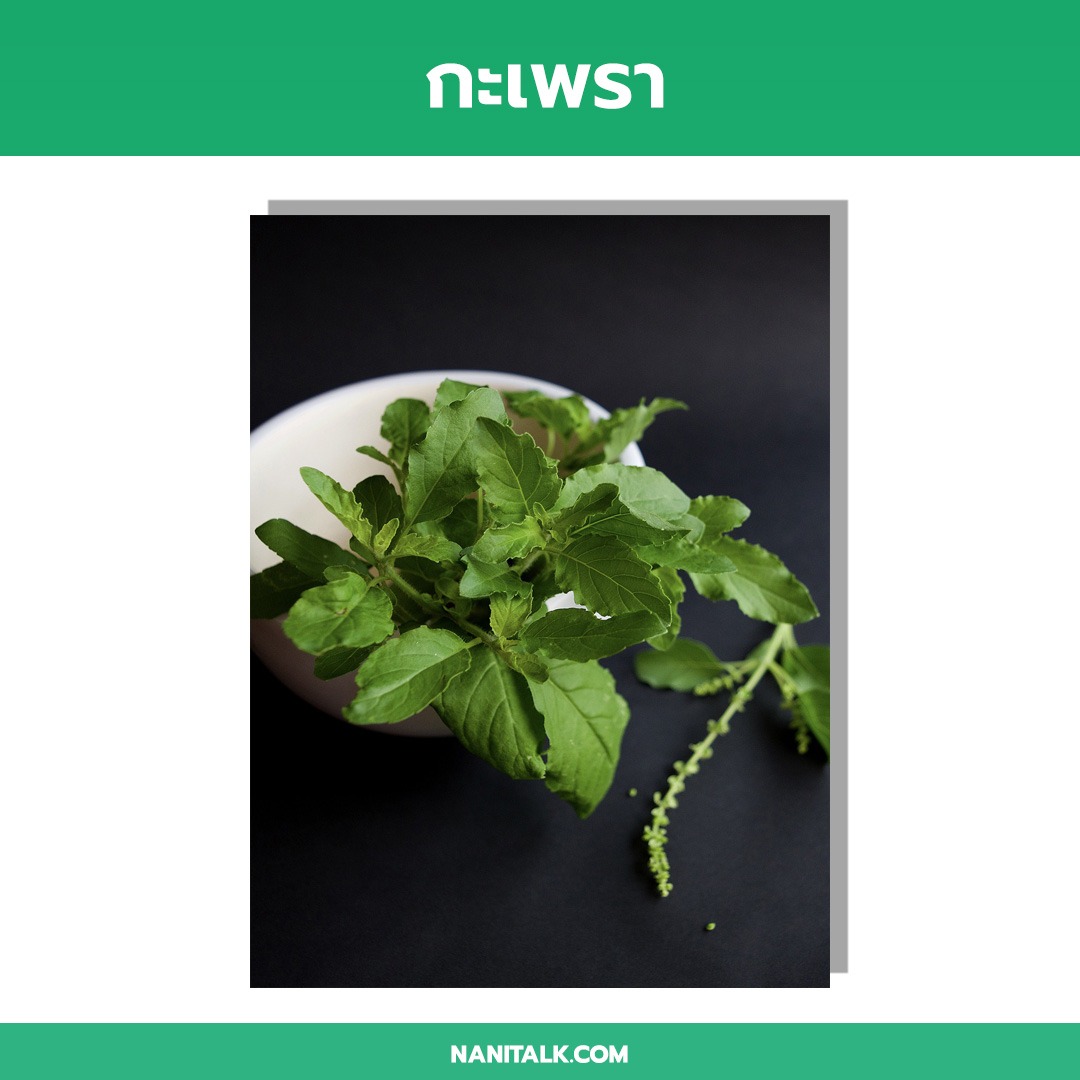 กะเพรา (sweet basil)