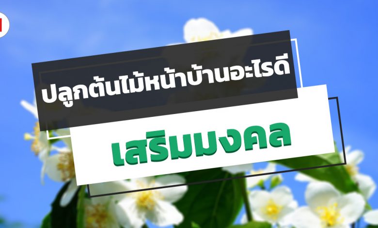 ปลูกต้นไม้หน้าบ้านอะไรดี ช่วยเสริมมงคลให้บ้านเป็นสุข