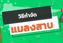 6 วิธีกําจัดแมลงสาบตัวเล็ก ตัวน้อย ภายในบ้านให้ไปหมดจด