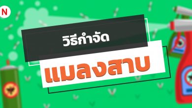 6 วิธีกําจัดแมลงสาบตัวเล็ก ตัวน้อย ภายในบ้านให้ไปหมดจด